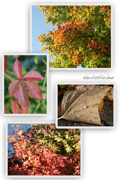 Herbstfarben-Goldgelb-Rot