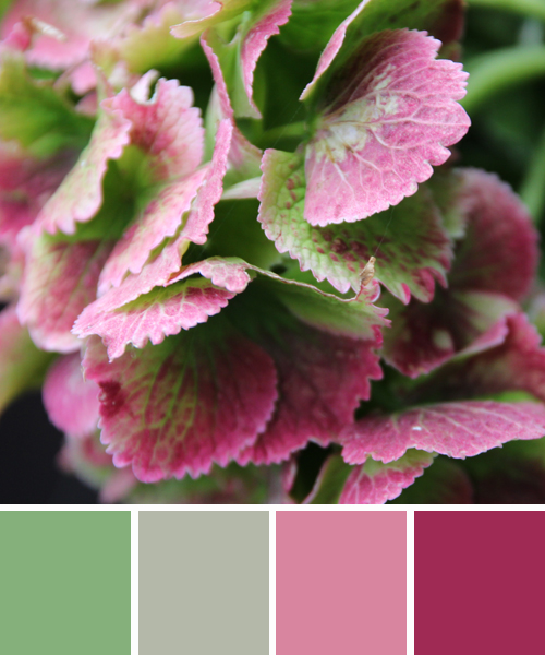 farbinspirationen-natur-hortensie-rosa-gruen