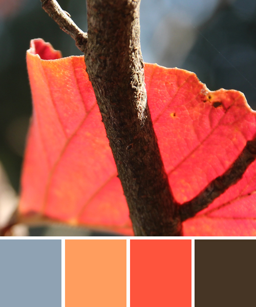 farbinspirationen-natur-herbstfarben-laub-orange