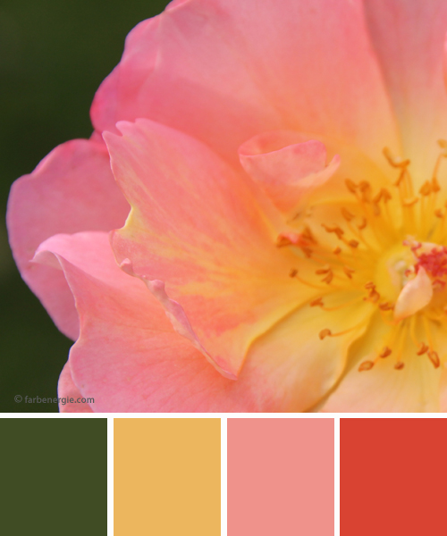 farbinspirationen-Buttergelb-Rose-zinnoberrot