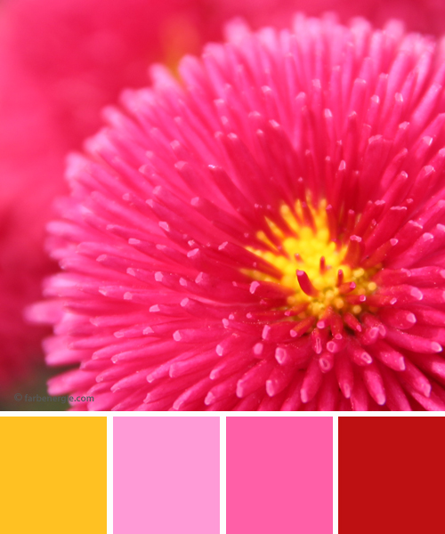 farbinspirationen-Magenta-Pink-Sonnengelb