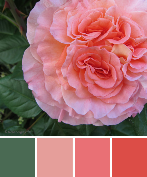 farbinspirationen-Gruen-Rose-Apricot-Farbe