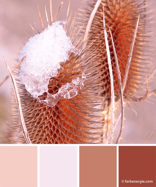 farbinspirationen-winter-distel-rose