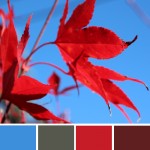 farbimpressionen-Rot-Blau-Herbst