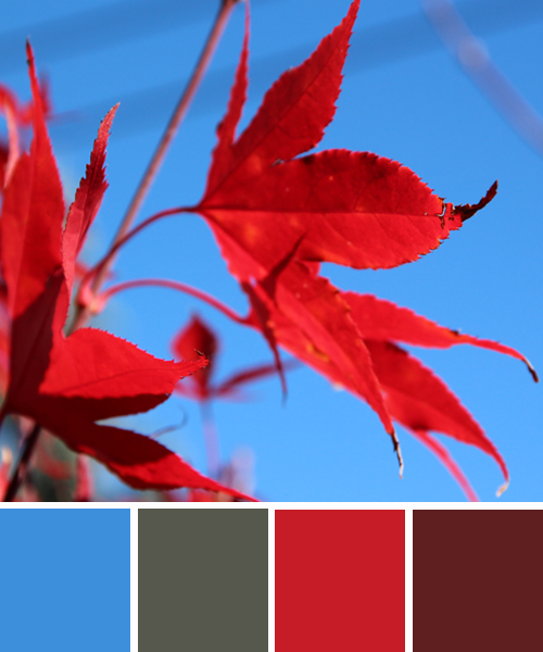 farbimpressionen-Rot-Blau-Herbst