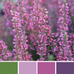 farbimpressionen-Violett-Erika-Farben-Herbst