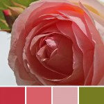 farbinspirationen-natur-Rosa-rose