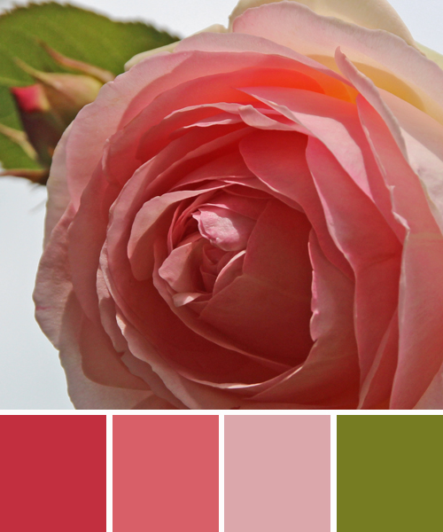 farbinspirationen-natur-Rosa-rose