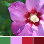 farbinspirationen-natur-Hibiskus-pink-lila