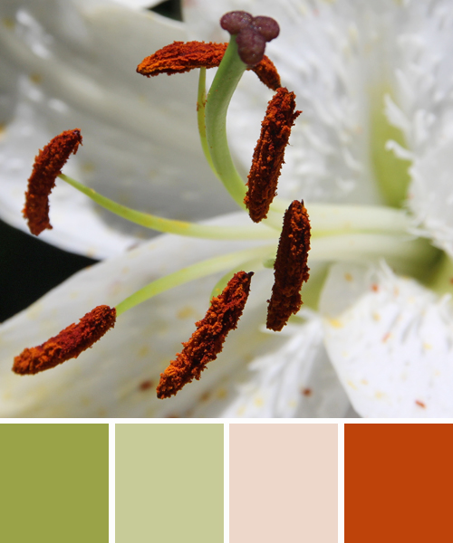 farbinspirationen-natur-Lilien-weiss