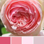 farbinspirationen-natur-Rosa-rose1