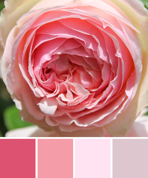 farbinspirationen-natur-Rosa-rose1