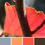 farbinspirationen-natur-herbstfarben-laub-orange