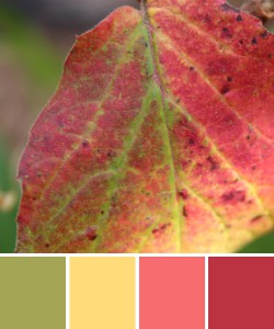 farbinspirationen-natur-herbstfarben-rot-gruen