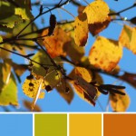 farbinspirationen-natur-herbstfarben-laub-gelb