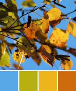 farbinspirationen-natur-herbstfarben-laub-gelb