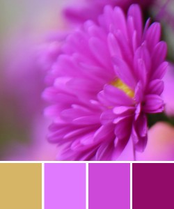 farbinspirationen-natur-aster-pink-violett