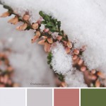 farbinspirationen-natur-Schnee-erika