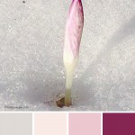 farbinspirationen-natur-Schnee-krokus