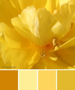 farbinspirationen-Fruehling-Gelb-Tulpen
