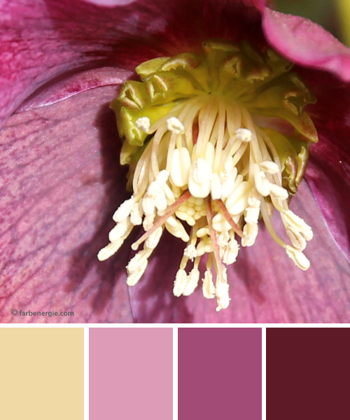 farbinspirationen-fruehling-christrose-violett