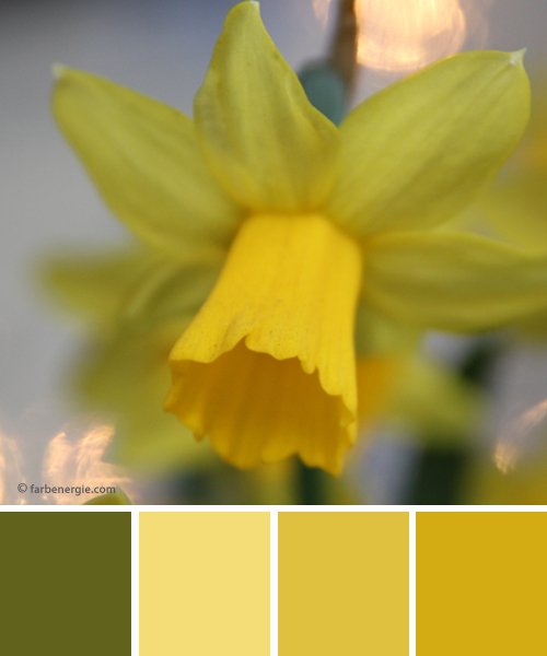 farbinspirationen-fruehling-gelb-gruen-Osterglocke