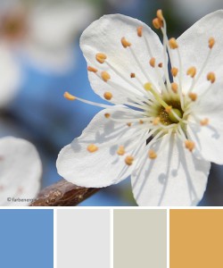 farbinspirationen-Fruehlingsblueten-weiss-himmelblau