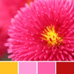 farbinspirationen-Magenta-Pink-Sonnengelb