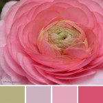 farbinspirationen-Rose-zartgruen