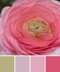 farbinspirationen-Rose-zartgruen