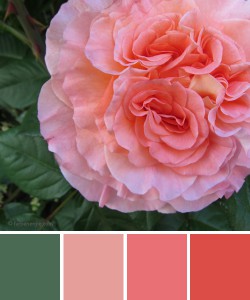 farbinspirationen-Gruen-Rose-Apricot