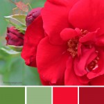 farbinspirationen-Rosenrot-Sommergruen