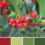 farbinspirationen-Weihnacht-Ilex-gruen-tomatenrot-