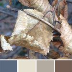 farbinspirationen-winter-buchenlaub-beige-braun-naturfarben