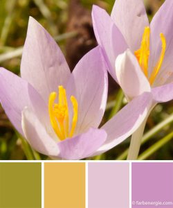 farbinspirationen-fruehlingsfarbe-flieder-gelb
