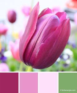farbinspirationen-gruen-pink-violett-rose