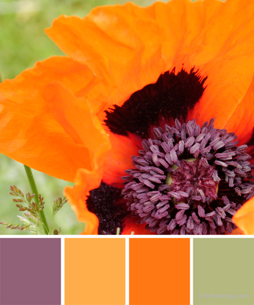 farbinspirationen-Mohn-orangerot-violett