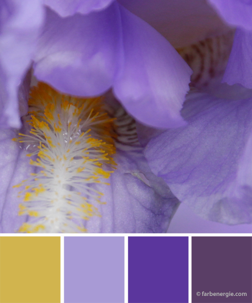 farbinspirationen-dunkellila-violett-senfgelb