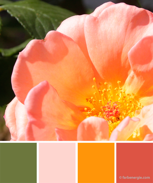 farbinspirationen-apricot-rose-moosgruen